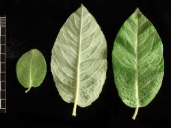 Salix hookeriana. Proximal (left) and distal leaves from a single branchlet.
 Image: D. Glenny © Landcare Research 2020 CC BY 4.0